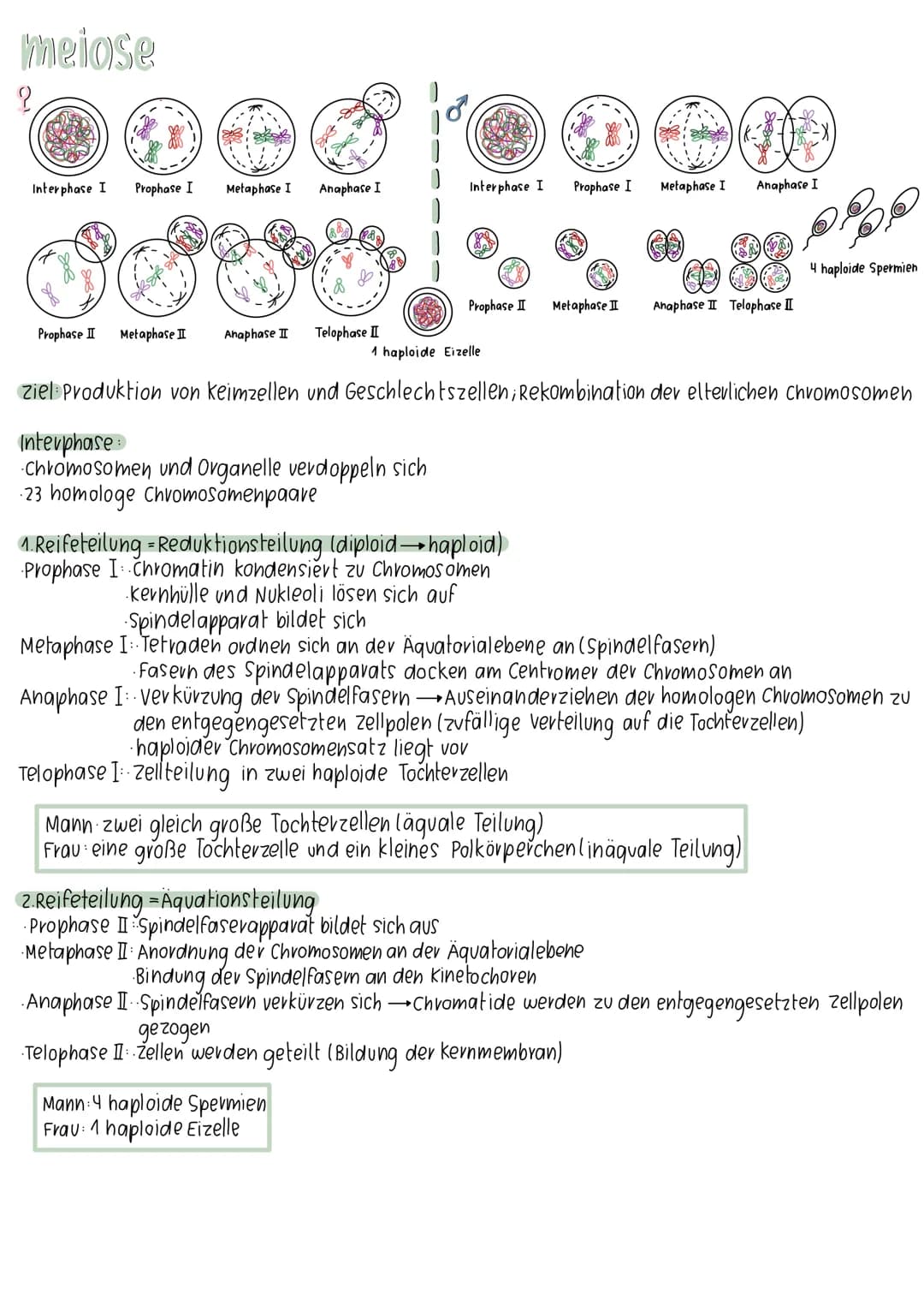 meiose
Interphase I
7
Prophase II
Prophase I
Metaphase II
Metaphase I
Anaphase II
28-881
Anaphase I
Telophase II
Interphase:
Chromosomen und