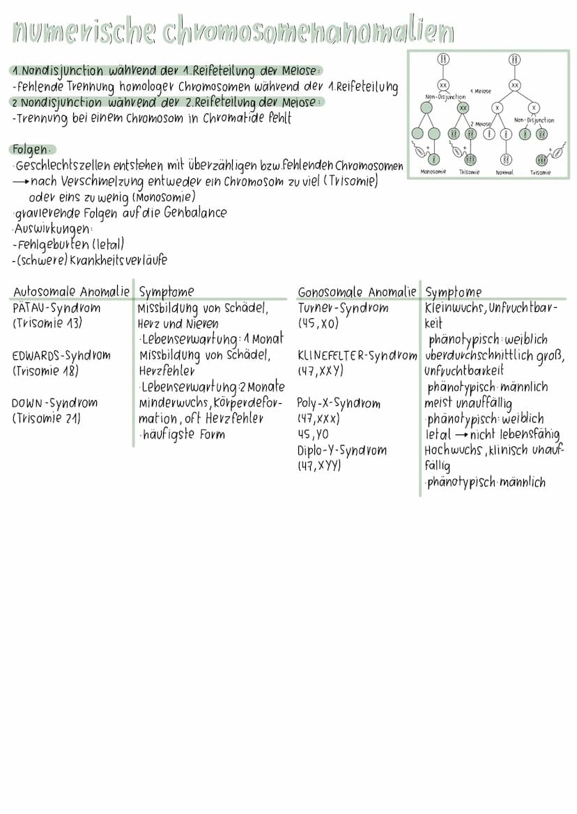 meiose
Interphase I
7
Prophase II
Prophase I
Metaphase II
Metaphase I
Anaphase II
28-881
Anaphase I
Telophase II
Interphase:
Chromosomen und