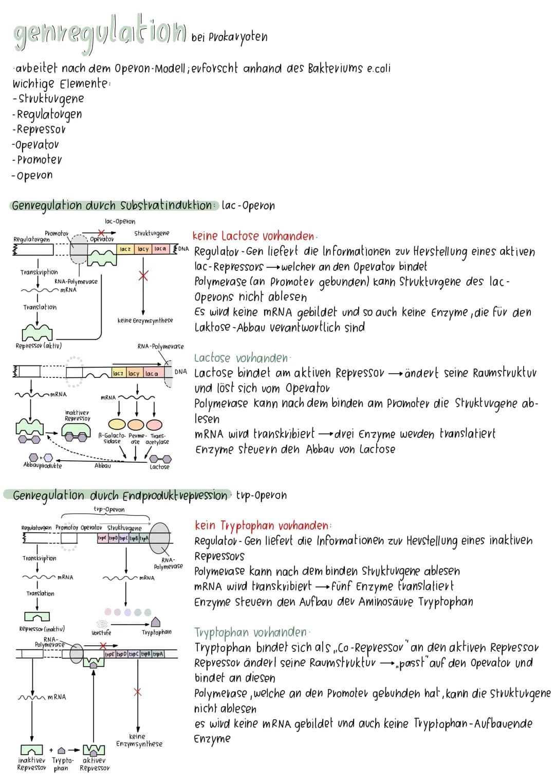 meiose
Interphase I
7
Prophase II
Prophase I
Metaphase II
Metaphase I
Anaphase II
28-881
Anaphase I
Telophase II
Interphase:
Chromosomen und