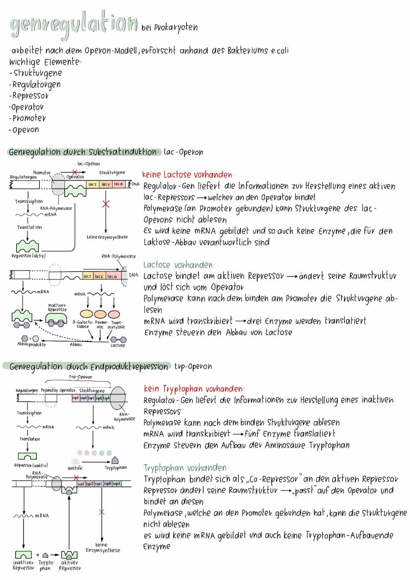 meiose
Interphase I
7
Prophase II
Prophase I
Metaphase II
Metaphase I
Anaphase II
28-881
Anaphase I
Telophase II
Interphase:
Chromosomen und