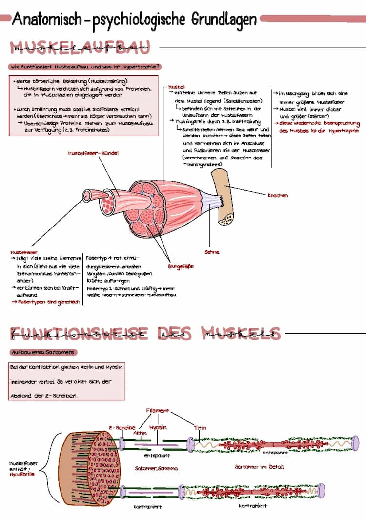 Know Muskelaufbau und -funktion  thumbnail