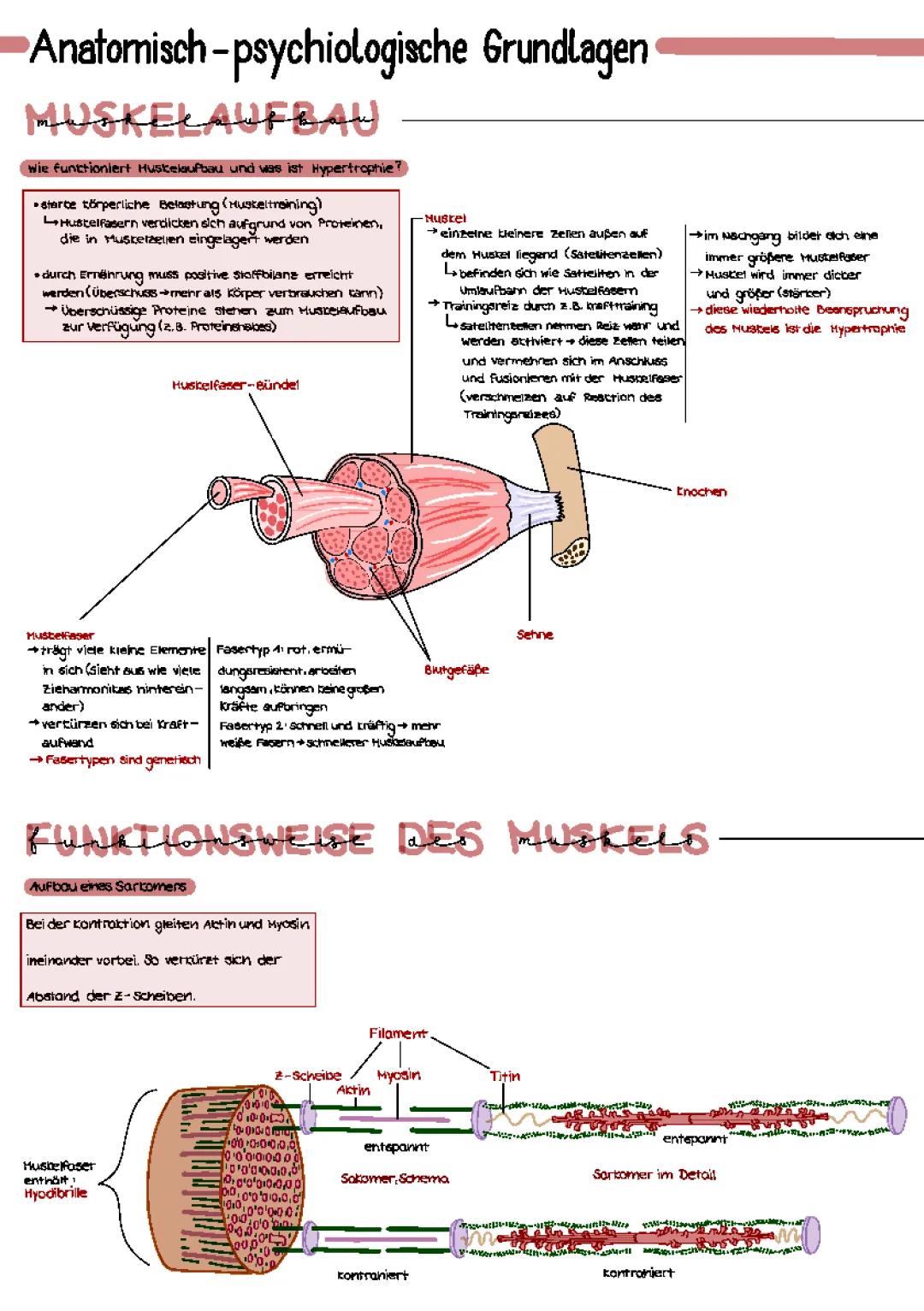 Hypertrophie Training und Muskelaufbau: Alles Einfach Erklärt