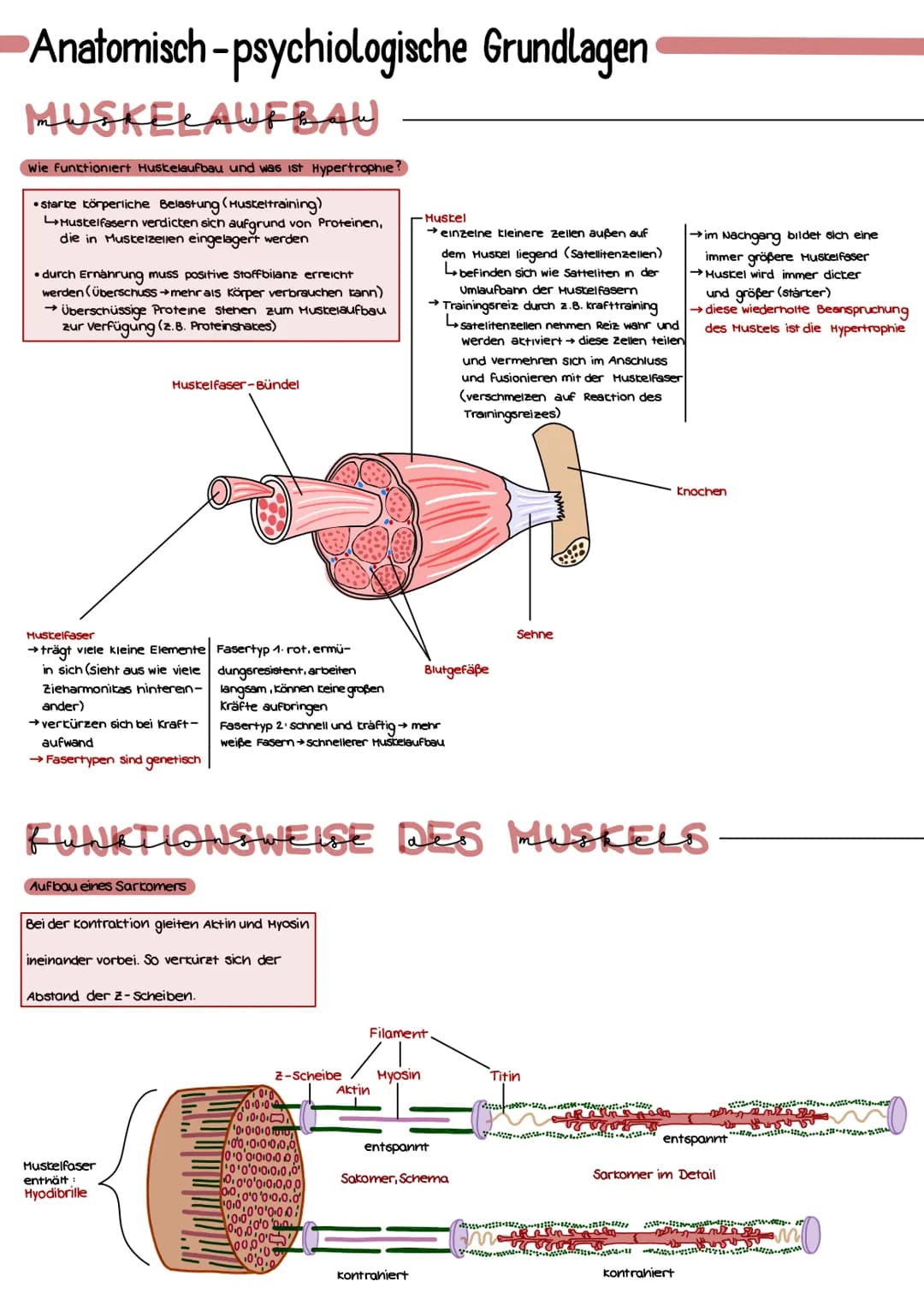 Anatomisch-psychiologische Grundlagen
MUSKELAUFBAU
Wie funktioniert Huskelaufbau und was ist Hypertrophie?
•Starke körperliche Belastung (Hu