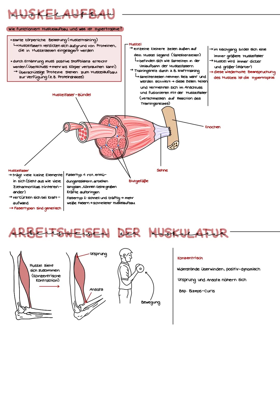 Anatomisch-psychiologische Grundlagen
MUSKELAUFBAU
Wie funktioniert Huskelaufbau und was ist Hypertrophie?
•Starke körperliche Belastung (Hu