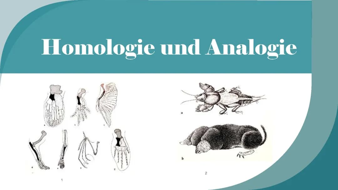 Homologie und Analogie in der Biologie: Beispiele und Kriterien