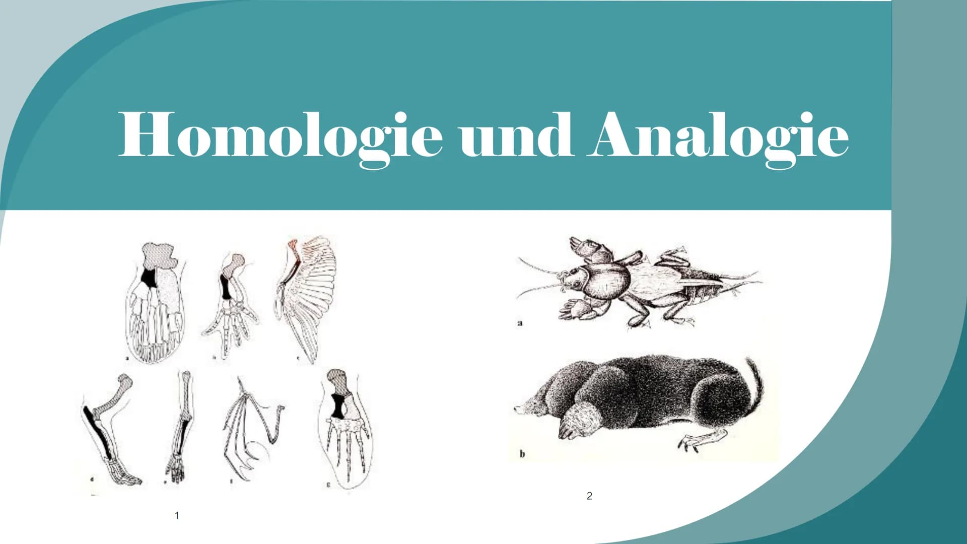 Homologie und Analogie
X/
1
b
2 Gliederung
1. Homologie
1.1 Kriterien
2. Analogie
3. Unterschiede zwischen Homologie und Analogie
4. Übungsa