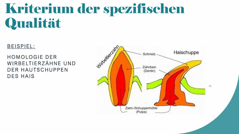 Homologie und Analogie
X/
1
b
2 Gliederung
1. Homologie
1.1 Kriterien
2. Analogie
3. Unterschiede zwischen Homologie und Analogie
4. Übungsa