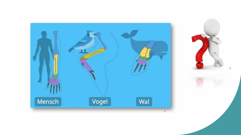 Homologie und Analogie
X/
1
b
2 Gliederung
1. Homologie
1.1 Kriterien
2. Analogie
3. Unterschiede zwischen Homologie und Analogie
4. Übungsa