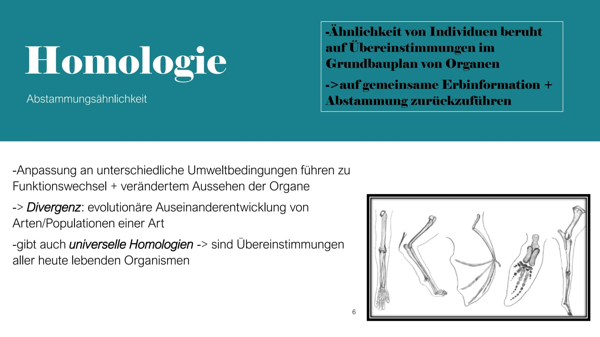 Homologie und Analogie
X/
1
b
2 Gliederung
1. Homologie
1.1 Kriterien
2. Analogie
3. Unterschiede zwischen Homologie und Analogie
4. Übungsa