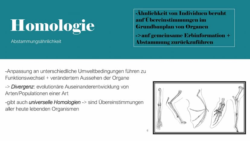 Homologie und Analogie
X/
1
b
2 Gliederung
1. Homologie
1.1 Kriterien
2. Analogie
3. Unterschiede zwischen Homologie und Analogie
4. Übungsa