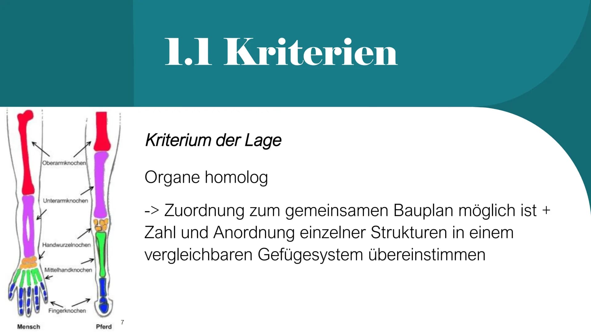 Homologie und Analogie
X/
1
b
2 Gliederung
1. Homologie
1.1 Kriterien
2. Analogie
3. Unterschiede zwischen Homologie und Analogie
4. Übungsa
