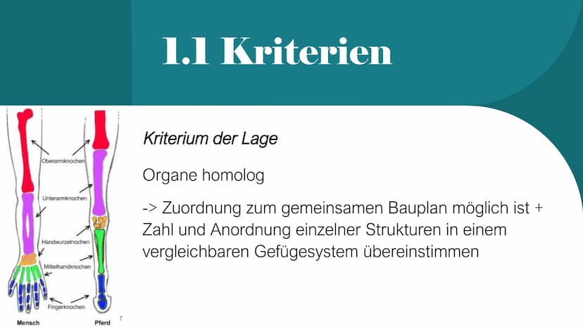 Homologie und Analogie
X/
1
b
2 Gliederung
1. Homologie
1.1 Kriterien
2. Analogie
3. Unterschiede zwischen Homologie und Analogie
4. Übungsa