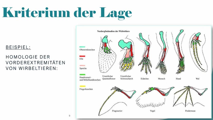 Homologie und Analogie
X/
1
b
2 Gliederung
1. Homologie
1.1 Kriterien
2. Analogie
3. Unterschiede zwischen Homologie und Analogie
4. Übungsa