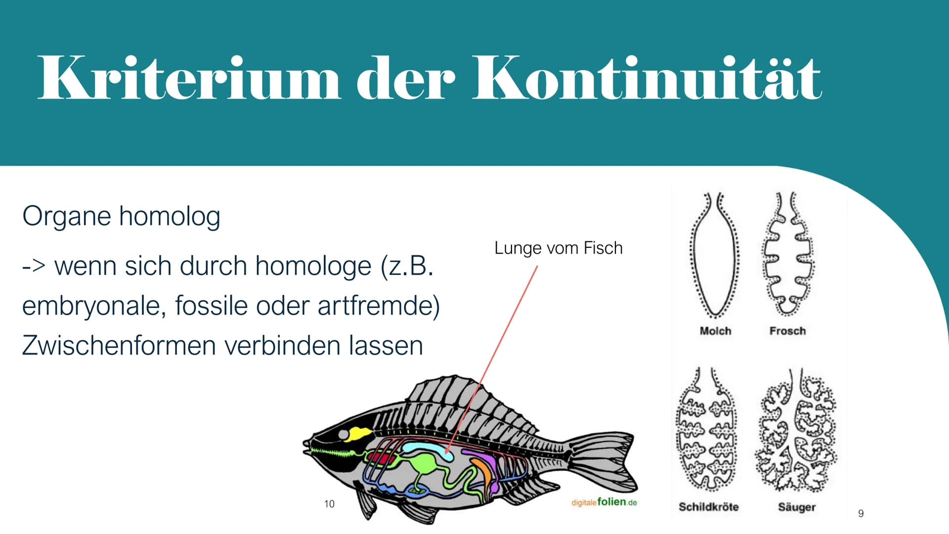 Homologie und Analogie
X/
1
b
2 Gliederung
1. Homologie
1.1 Kriterien
2. Analogie
3. Unterschiede zwischen Homologie und Analogie
4. Übungsa