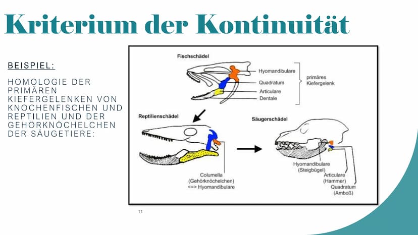 Homologie und Analogie
X/
1
b
2 Gliederung
1. Homologie
1.1 Kriterien
2. Analogie
3. Unterschiede zwischen Homologie und Analogie
4. Übungsa