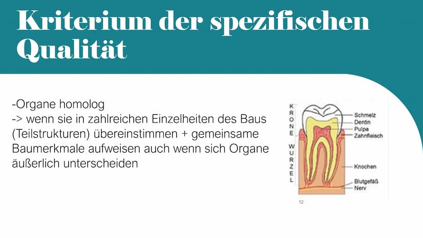 Homologie und Analogie
X/
1
b
2 Gliederung
1. Homologie
1.1 Kriterien
2. Analogie
3. Unterschiede zwischen Homologie und Analogie
4. Übungsa