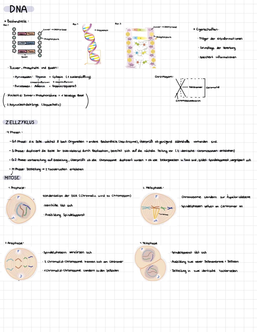 DNA
▸ Bestandteile:
B6p.1
[Adenin > Thymin
O
cytosin Guanin
O
L AdeninThymin
Basen
ZELLZYKLUS
· Zucker, Phosphate und Basen:
-4 Phasen:
Zuck