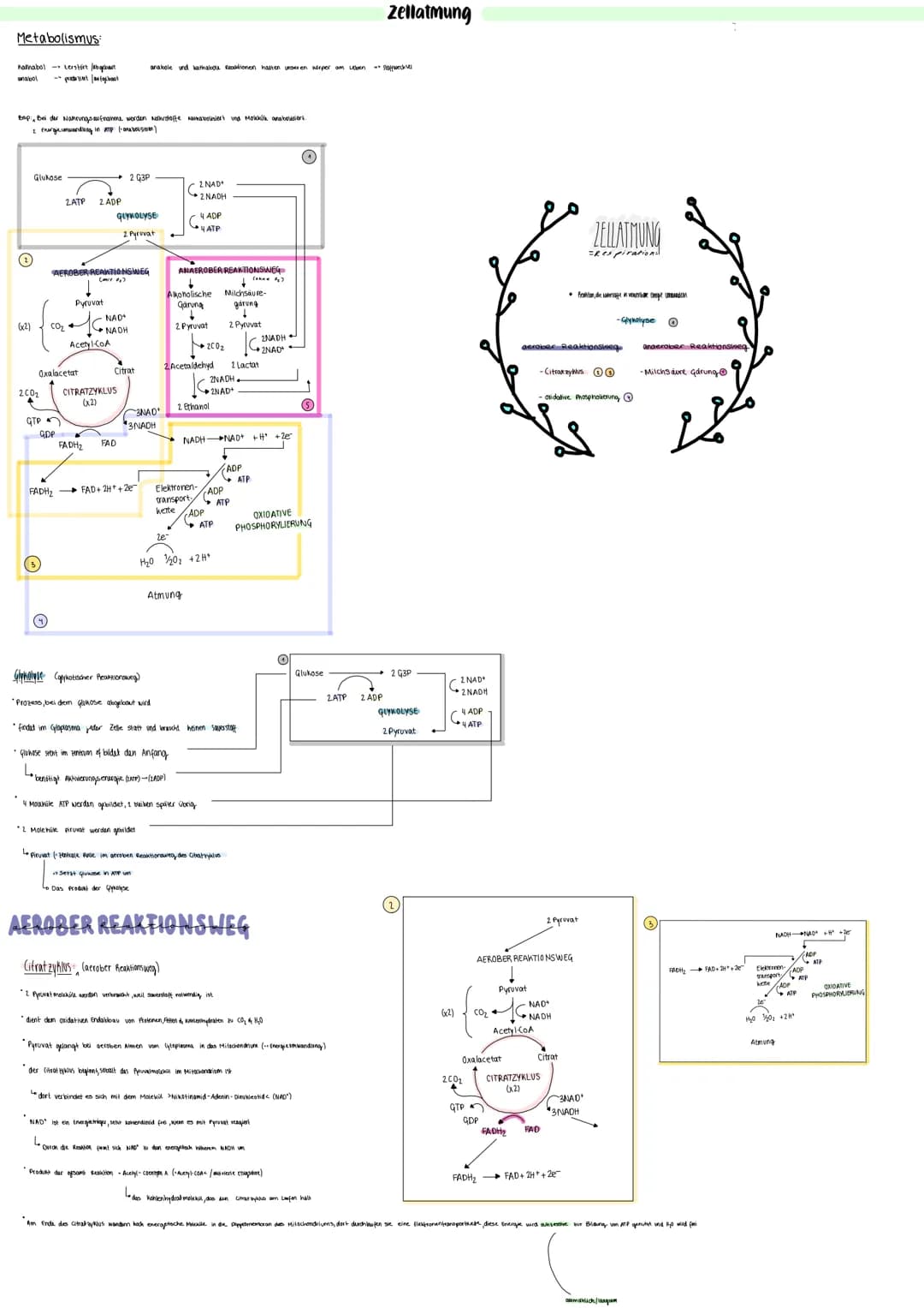 Metabolismus:
Kathabol zerstört /abgebaut
anabol - praturiet/nufacbook
Bop, Bei der Nahrungsaufnahme werden Nahrstoffe Rathabousiert und Mol