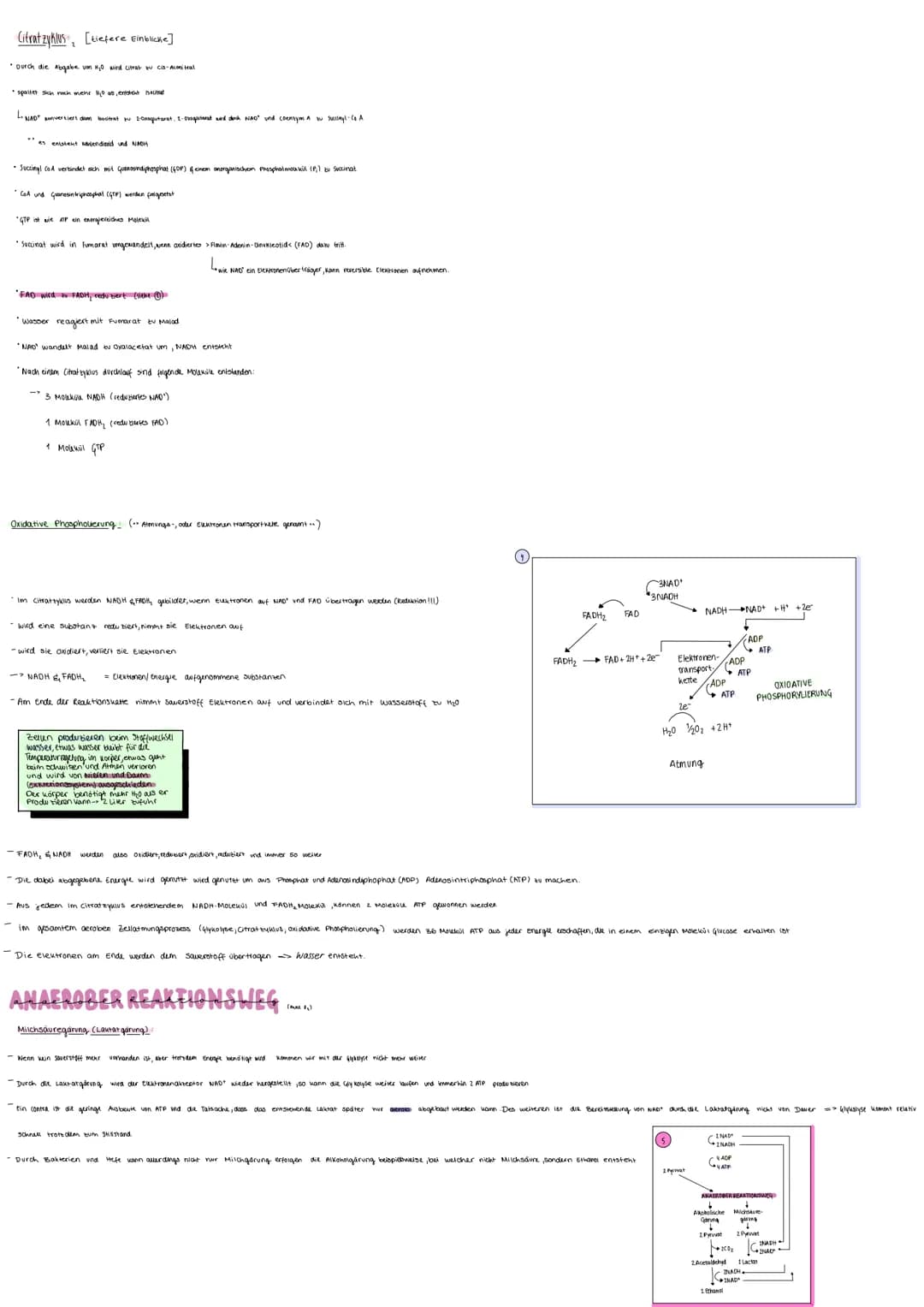 Metabolismus:
Kathabol zerstört /abgebaut
anabol - praturiet/nufacbook
Bop, Bei der Nahrungsaufnahme werden Nahrstoffe Rathabousiert und Mol