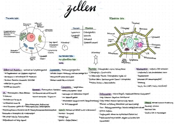 Know Lernzettel Zellbiologie thumbnail