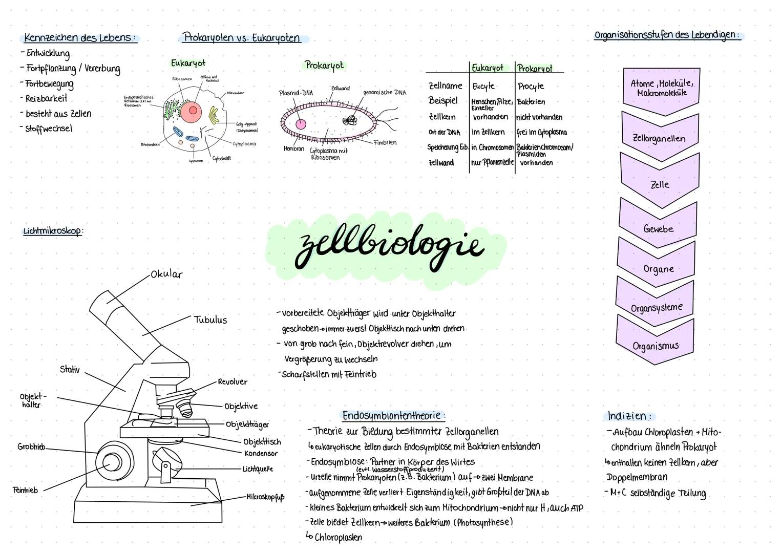 Tierische Zelle
Endoplasmatisches
Retikulum (ER) mit
Ribosomen
(Produktionshalle).
Hitochondrien
(Energiekraftwerk)
Ribosomen
(Recycling
Zel