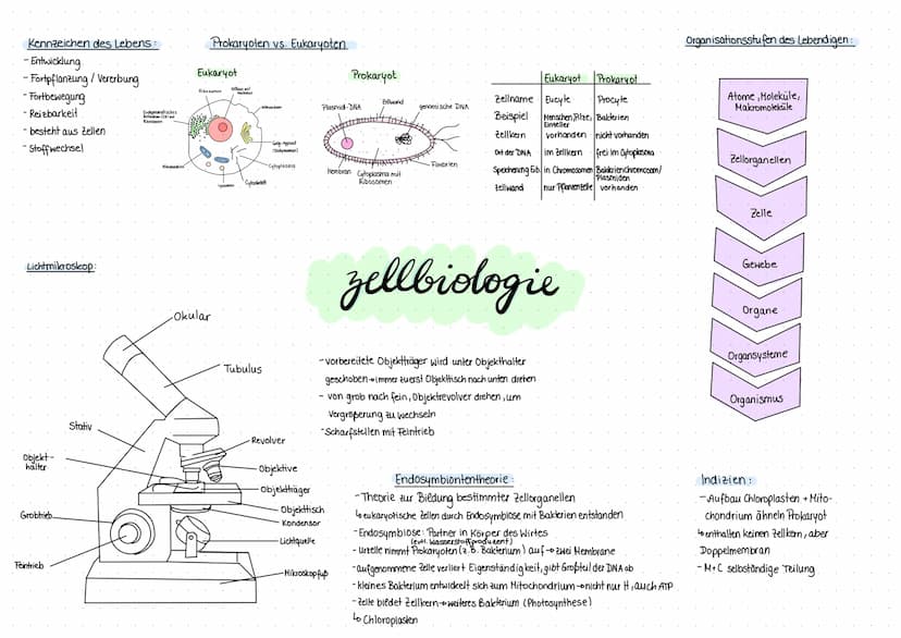 Tierische Zelle
Endoplasmatisches
Retikulum (ER) mit
Ribosomen
(Produktionshalle).
Hitochondrien
(Energiekraftwerk)
Ribosomen
(Recycling
Zel