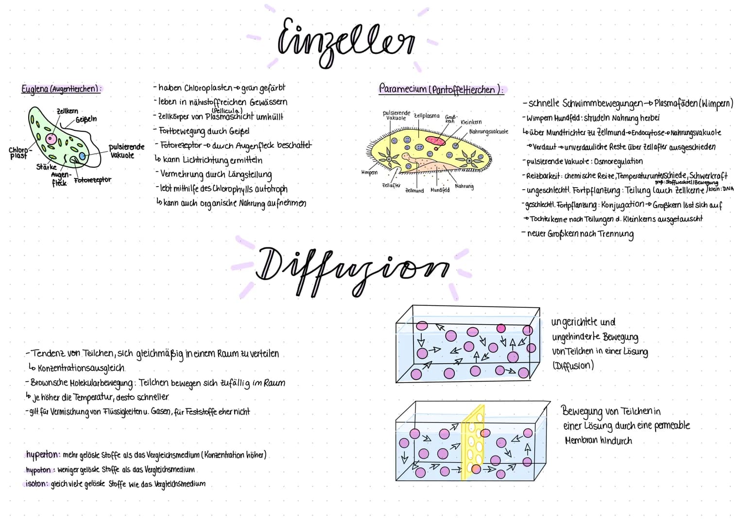 Tierische Zelle
Endoplasmatisches
Retikulum (ER) mit
Ribosomen
(Produktionshalle).
Hitochondrien
(Energiekraftwerk)
Ribosomen
(Recycling
Zel