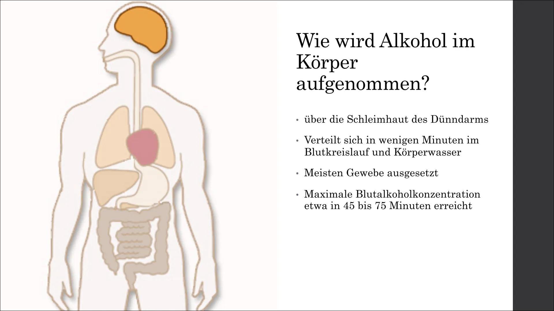 ALCOHOL
Wirkungen des
Alkohols auf
den
menschlichen
Körper
Wie gefährlich kann es sein? Gliederung
1. Was ist Alkohol?
2. Warum trinken Mens