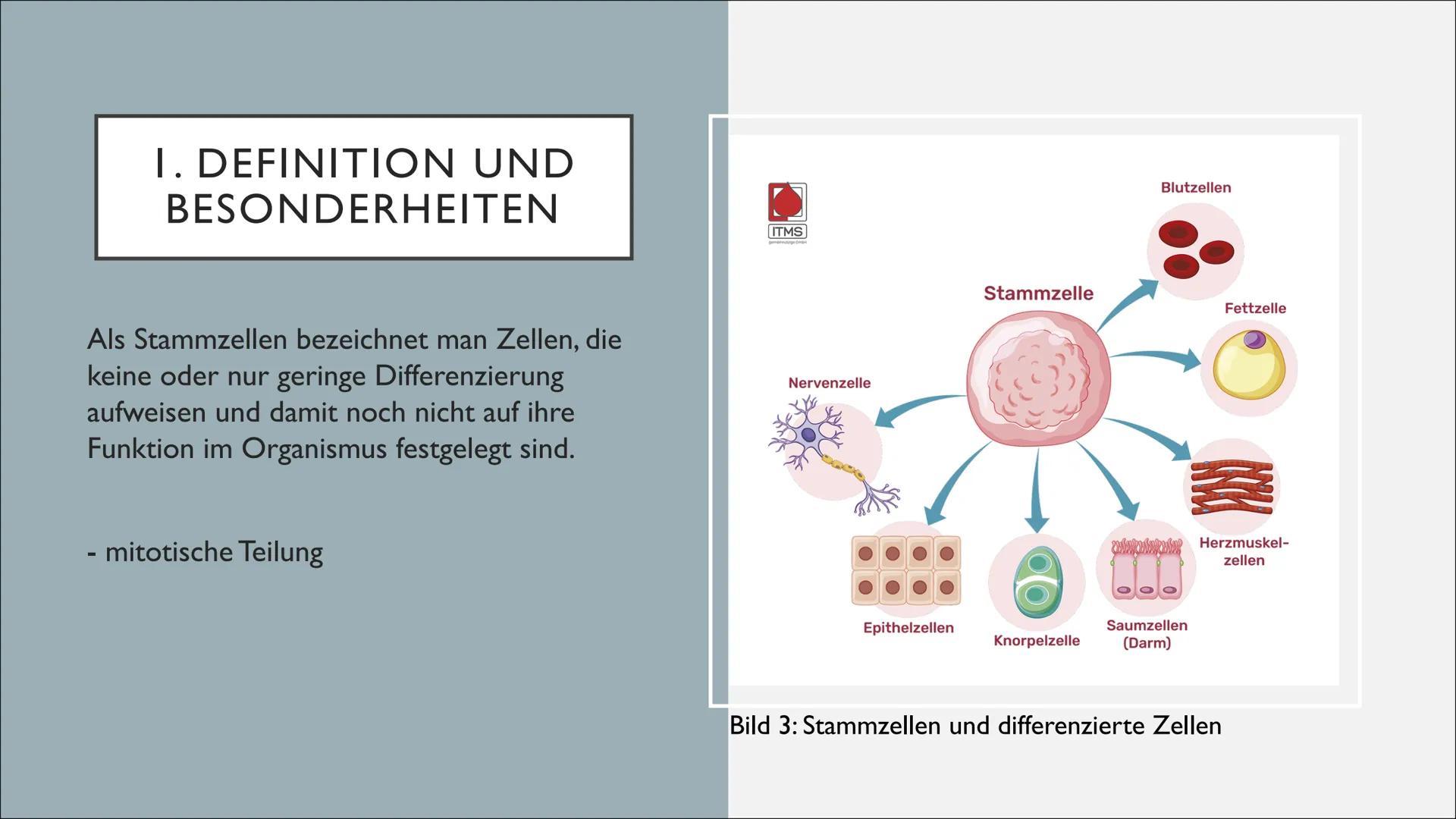 Mund auf
www.dkms.de
gegen Blutkrebs.
Stäbchen rein, Spender sein. Xenia
12.1 Biologie
Definition und Besonderheiten
Als Stammzellen bezeich