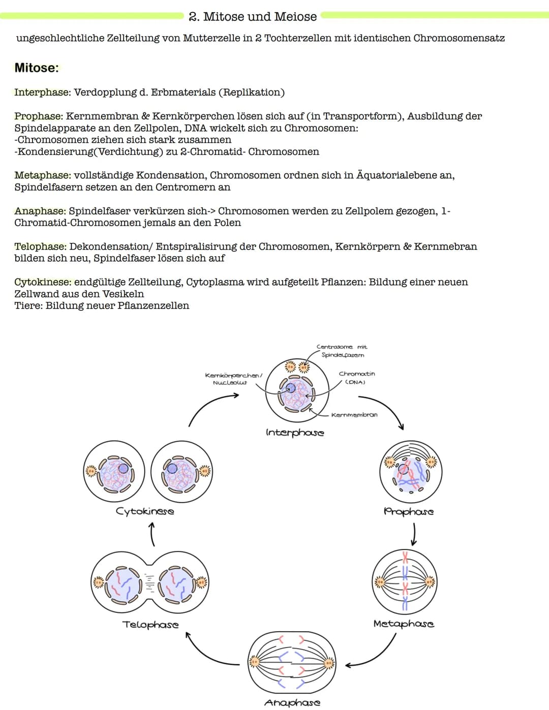 Klausur Genetik
1. Grundbegriffe der Genetik
Humangenetik
2. Mitose und Meiose
3.Gemeinsamkeiten und Unterschiede (Mitose & Meiose)-> Inter-
