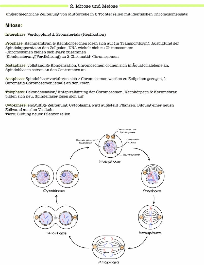 Klausur Genetik
1. Grundbegriffe der Genetik
Humangenetik
2. Mitose und Meiose
3.Gemeinsamkeiten und Unterschiede (Mitose & Meiose)-> Inter-