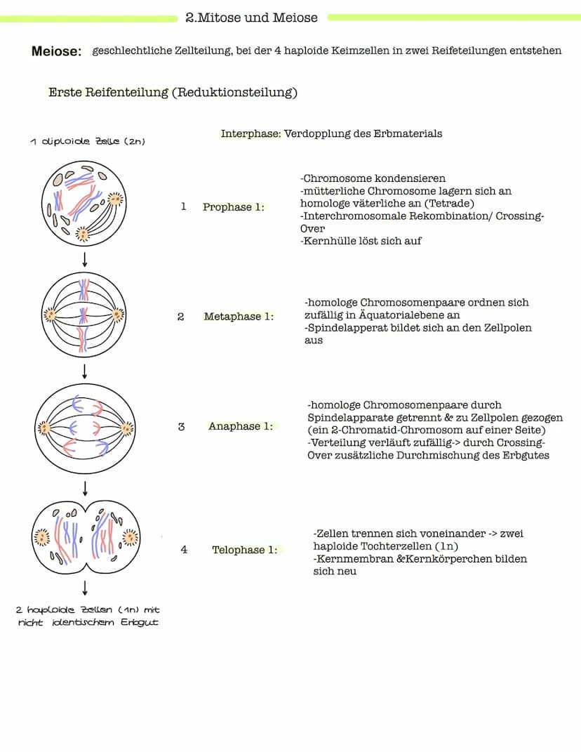 Klausur Genetik
1. Grundbegriffe der Genetik
Humangenetik
2. Mitose und Meiose
3.Gemeinsamkeiten und Unterschiede (Mitose & Meiose)-> Inter-