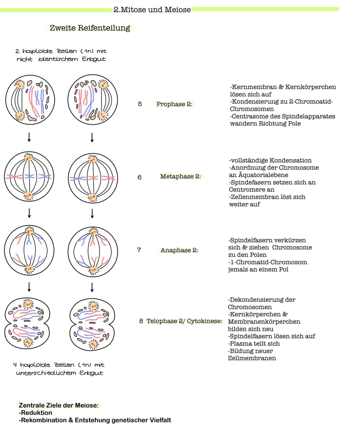 Klausur Genetik
1. Grundbegriffe der Genetik
Humangenetik
2. Mitose und Meiose
3.Gemeinsamkeiten und Unterschiede (Mitose & Meiose)-> Inter-