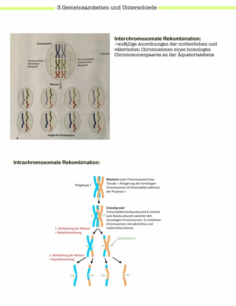 Klausur Genetik
1. Grundbegriffe der Genetik
Humangenetik
2. Mitose und Meiose
3.Gemeinsamkeiten und Unterschiede (Mitose & Meiose)-> Inter-