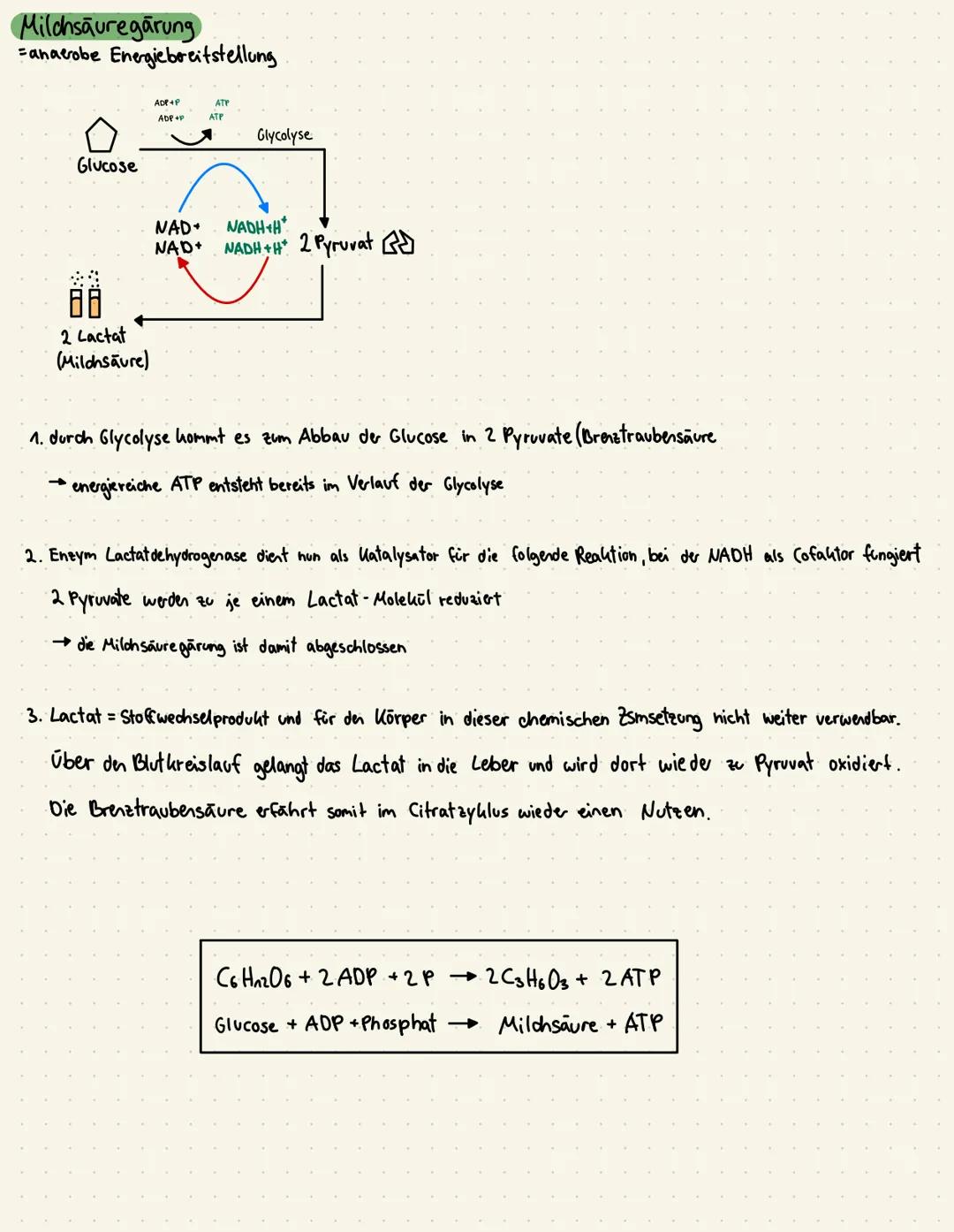 # Milchsäuregärung
Fanaerobe Energiebreitstellung

Glucose

ATP
ADP+P
ATP

Glycolyse

80
2 Lactat
(Milchsäure)

NAD NADH+H
NAD+ NADH+H 2 Pyr