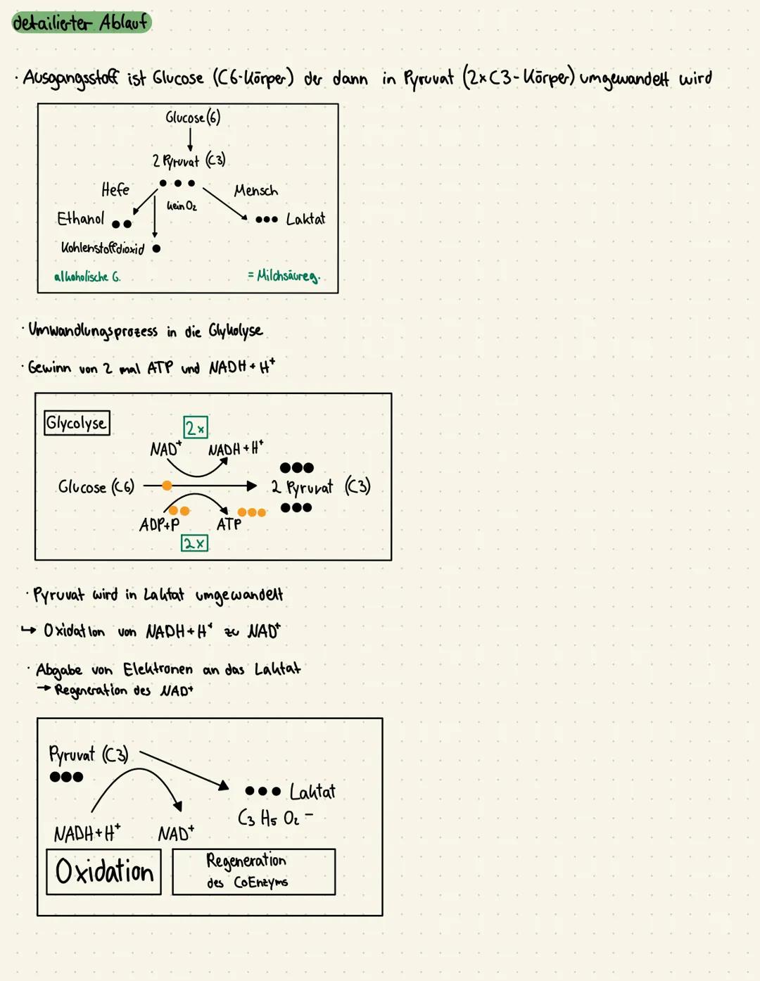 # Milchsäuregärung
Fanaerobe Energiebreitstellung

Glucose

ATP
ADP+P
ATP

Glycolyse

80
2 Lactat
(Milchsäure)

NAD NADH+H
NAD+ NADH+H 2 Pyr