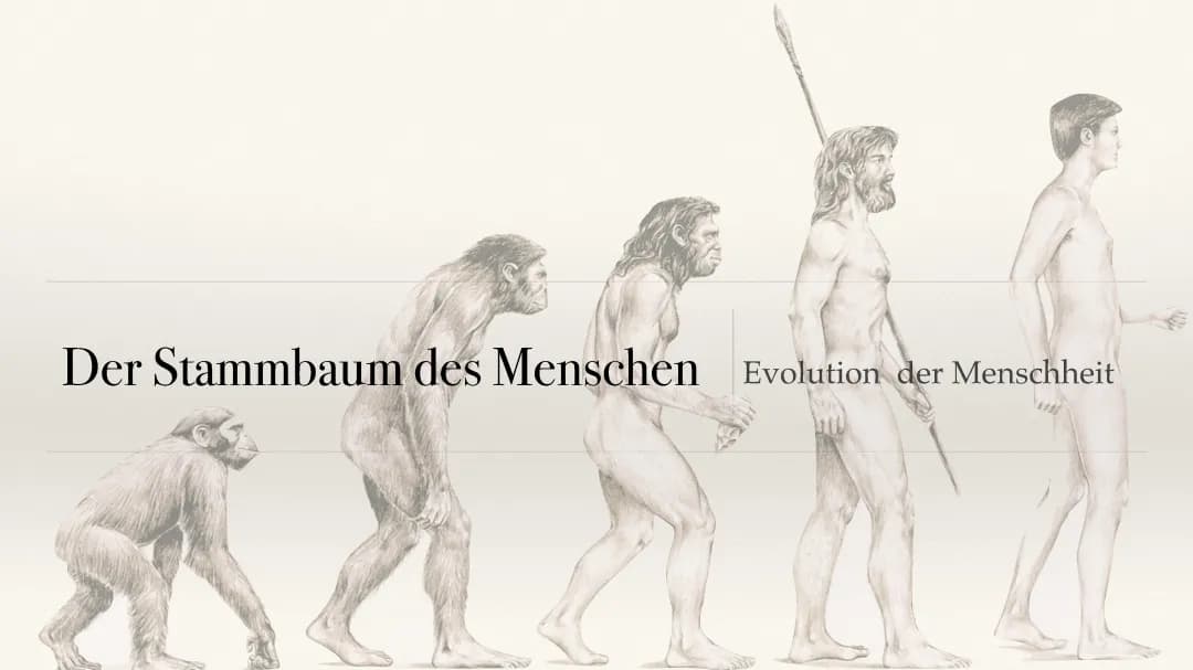 Stammbaum/ Mensch 