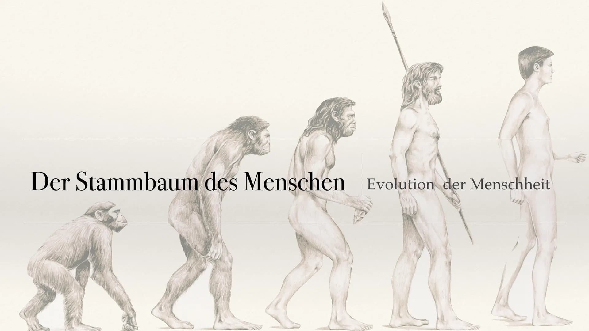 Der Stammbaum des Menschen Evolution der Menschheit ●
●
Stammbaum der Menschen
Homo Habilis
A. Biografie
B. Lebensweise
Homo erectus
C. Biog