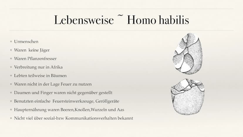 Der Stammbaum des Menschen Evolution der Menschheit ●
●
Stammbaum der Menschen
Homo Habilis
A. Biografie
B. Lebensweise
Homo erectus
C. Biog