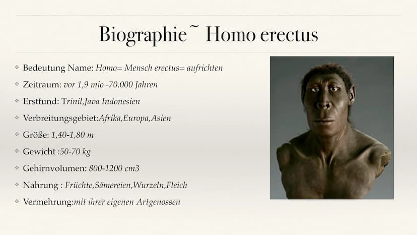 Der Stammbaum des Menschen Evolution der Menschheit ●
●
Stammbaum der Menschen
Homo Habilis
A. Biografie
B. Lebensweise
Homo erectus
C. Biog