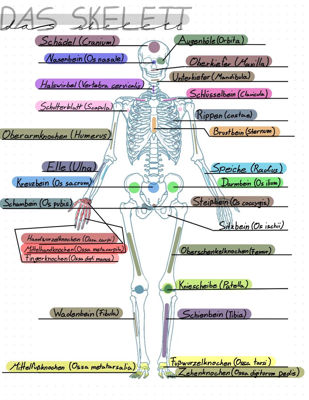 DAS SKELETT
Schädel (Cranium)
Nasenbein (Os nasale)
Halswirbel (Vertebra cervicalis)
Schulterblatt (Scapula)
Oberarmknochen (Humerus)
Elle (