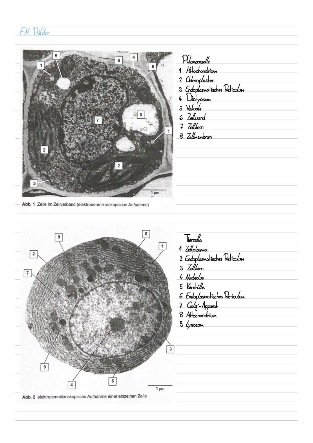 Elektromikroskopie: Planzen-, Tierzelle und Organellen