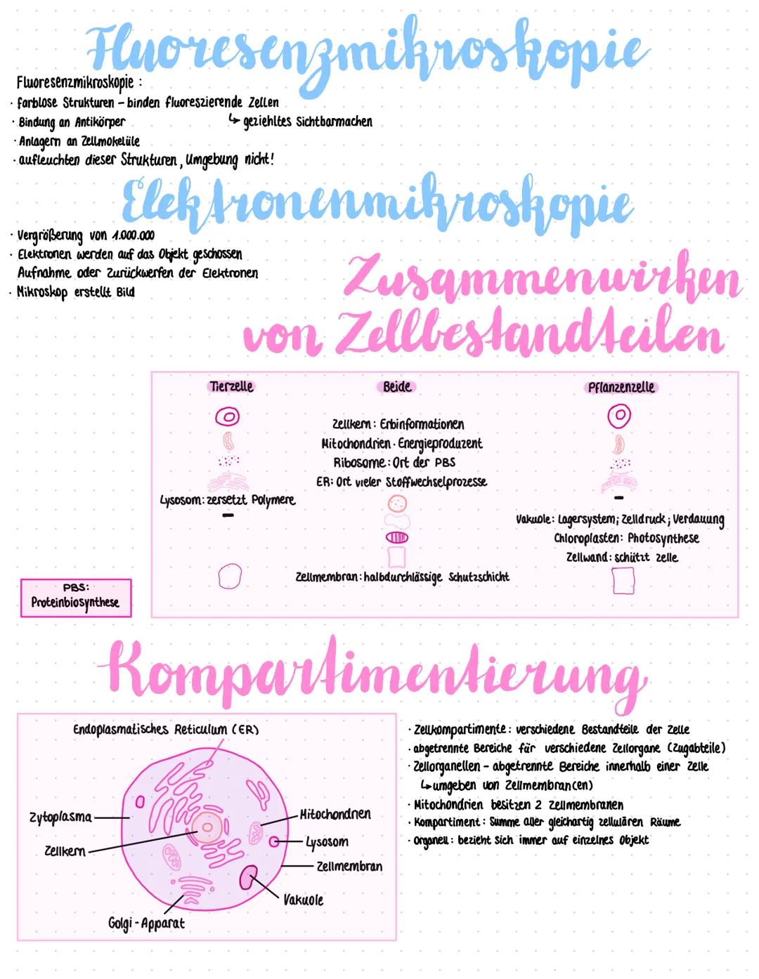 zellmembran Glykokalix
cytoplasma
Ribosomen
! 0,1-5.0 mikrometer groß
Pili/Fimbrien
Zellwand
60lgi Apperaty
Golgi-Vesikel
cytoplasma
Zellmem