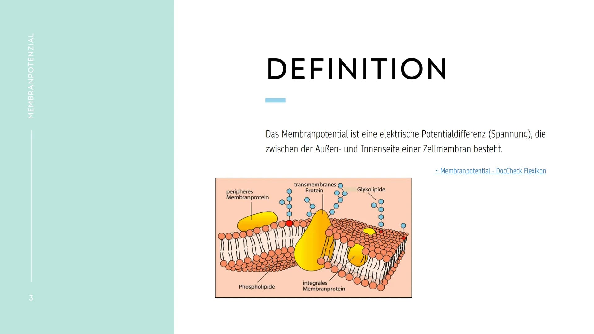 MEMBRANPOTENZIAL MEMBRANPOTENZIAL
2
AGENDA
■ DEFINITION
■
RUHEPOTENZIAL
ENTSTEHUNG
WIEDERHOLUNG: NATRIUM-KALIUM-PUMPE
AKTIONSPOTENZIAL
BEDEU