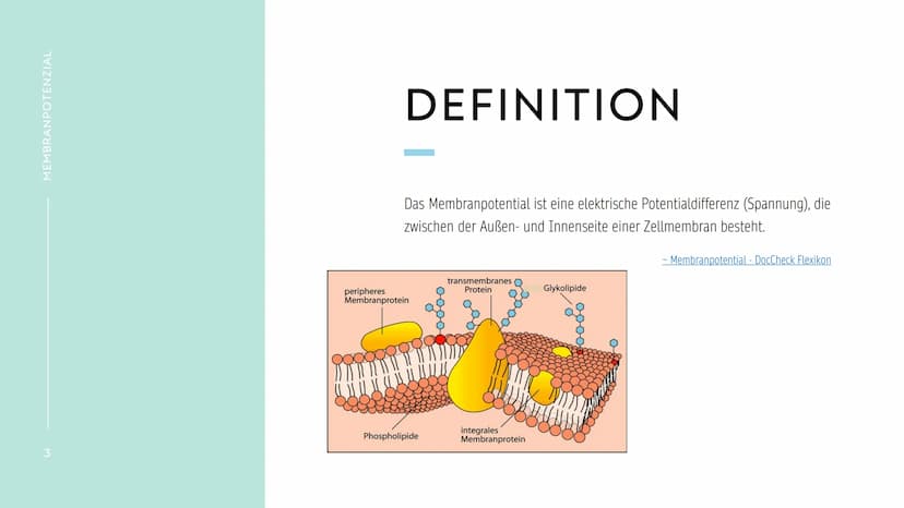 MEMBRANPOTENZIAL MEMBRANPOTENZIAL
2
AGENDA
■ DEFINITION
■
RUHEPOTENZIAL
ENTSTEHUNG
WIEDERHOLUNG: NATRIUM-KALIUM-PUMPE
AKTIONSPOTENZIAL
BEDEU