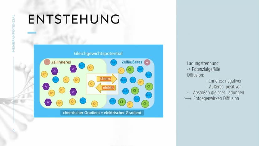 MEMBRANPOTENZIAL MEMBRANPOTENZIAL
2
AGENDA
■ DEFINITION
■
RUHEPOTENZIAL
ENTSTEHUNG
WIEDERHOLUNG: NATRIUM-KALIUM-PUMPE
AKTIONSPOTENZIAL
BEDEU