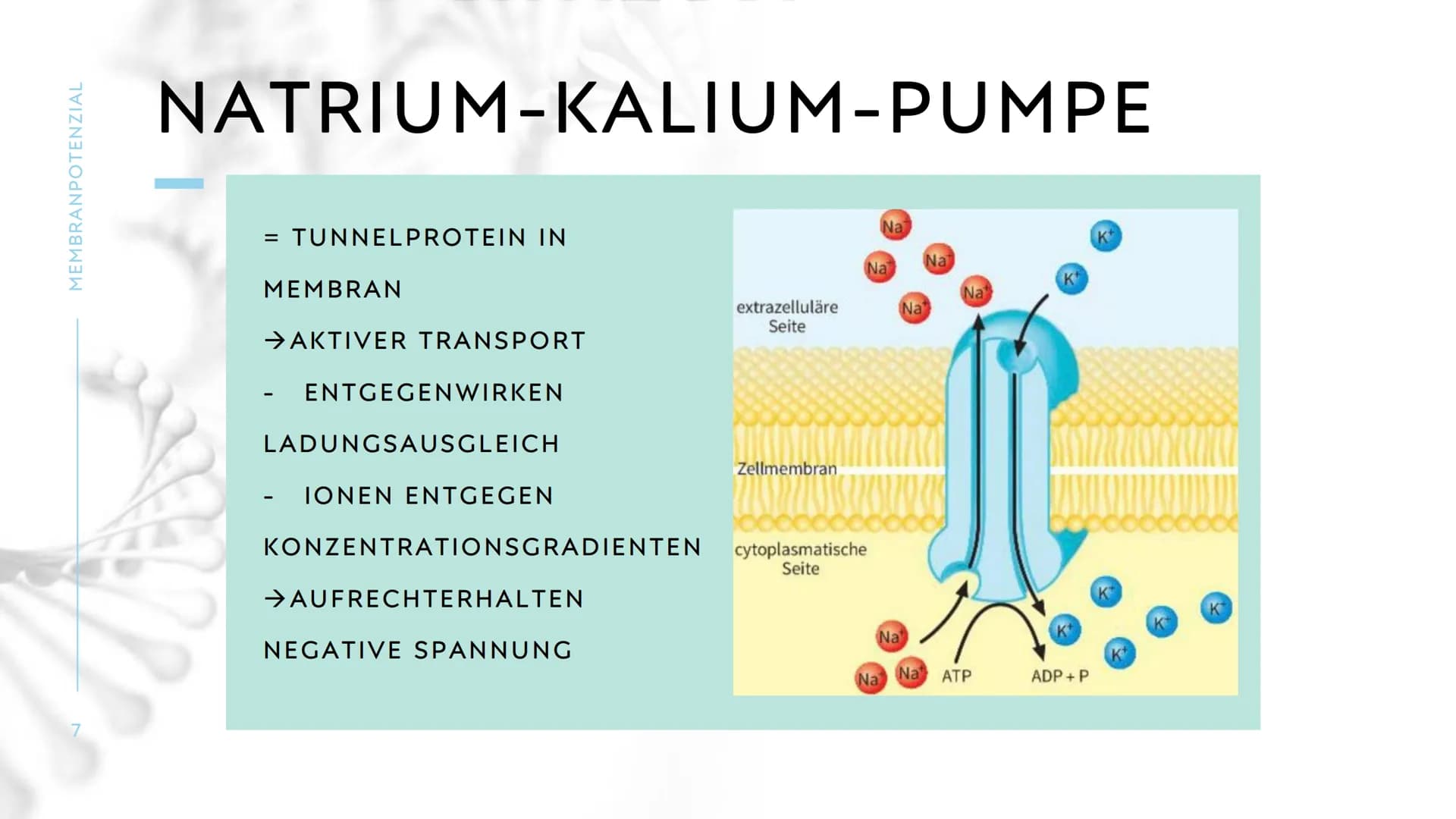 MEMBRANPOTENZIAL MEMBRANPOTENZIAL
2
AGENDA
■ DEFINITION
■
RUHEPOTENZIAL
ENTSTEHUNG
WIEDERHOLUNG: NATRIUM-KALIUM-PUMPE
AKTIONSPOTENZIAL
BEDEU