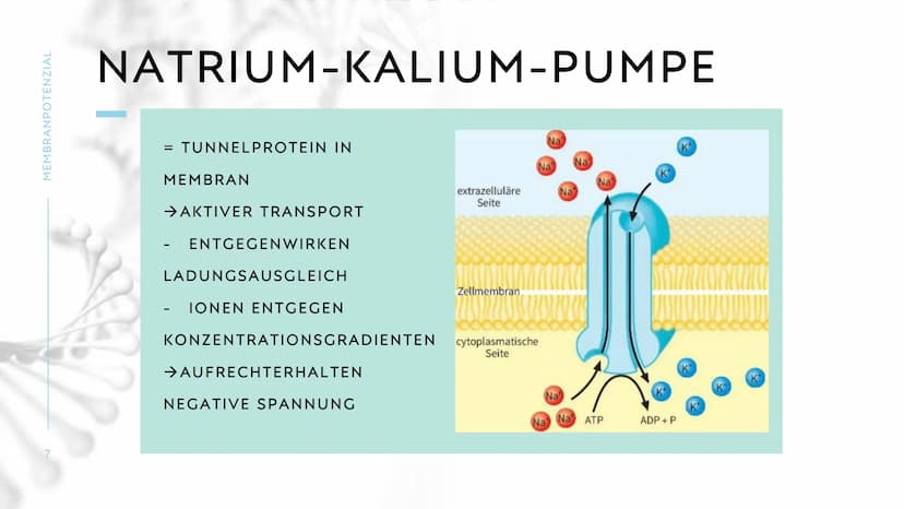 MEMBRANPOTENZIAL MEMBRANPOTENZIAL
2
AGENDA
■ DEFINITION
■
RUHEPOTENZIAL
ENTSTEHUNG
WIEDERHOLUNG: NATRIUM-KALIUM-PUMPE
AKTIONSPOTENZIAL
BEDEU