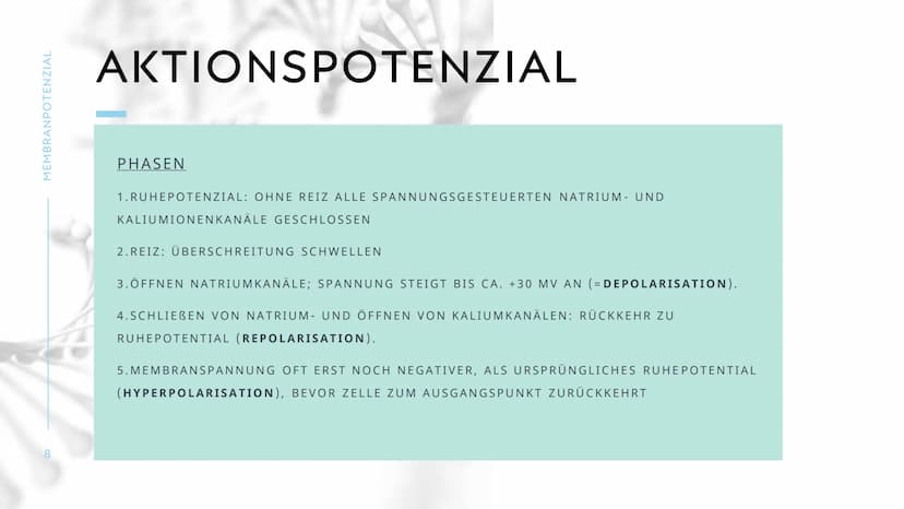 MEMBRANPOTENZIAL MEMBRANPOTENZIAL
2
AGENDA
■ DEFINITION
■
RUHEPOTENZIAL
ENTSTEHUNG
WIEDERHOLUNG: NATRIUM-KALIUM-PUMPE
AKTIONSPOTENZIAL
BEDEU