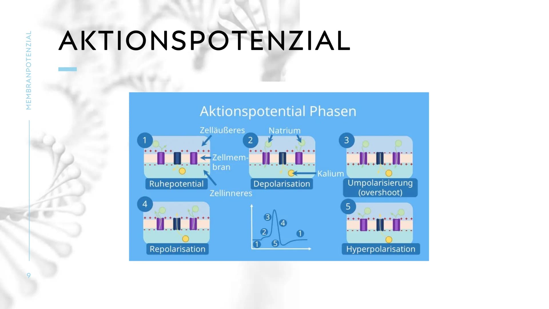 MEMBRANPOTENZIAL MEMBRANPOTENZIAL
2
AGENDA
■ DEFINITION
■
RUHEPOTENZIAL
ENTSTEHUNG
WIEDERHOLUNG: NATRIUM-KALIUM-PUMPE
AKTIONSPOTENZIAL
BEDEU